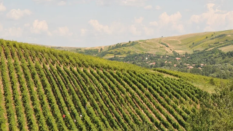 Lush green vineyard rows stretch across a hillside, with workers tending to the vines under a bright blue sky and distant rolling hills.