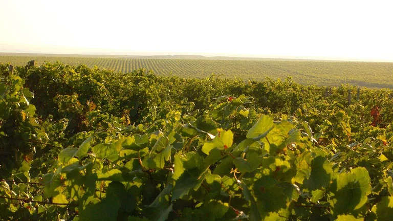Sunlit vineyard with lush green grapevines stretching into the horizon under a clear sky, showcasing endless rows of crops.