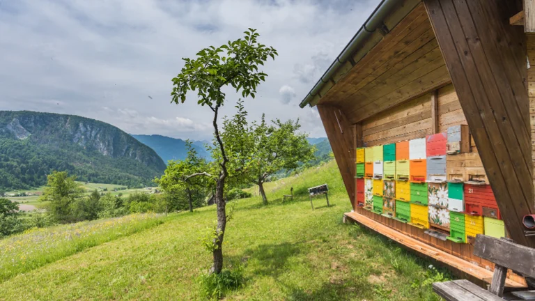 Traditional Slovenian beehives and honey, showcasing local beekeeping heritage.