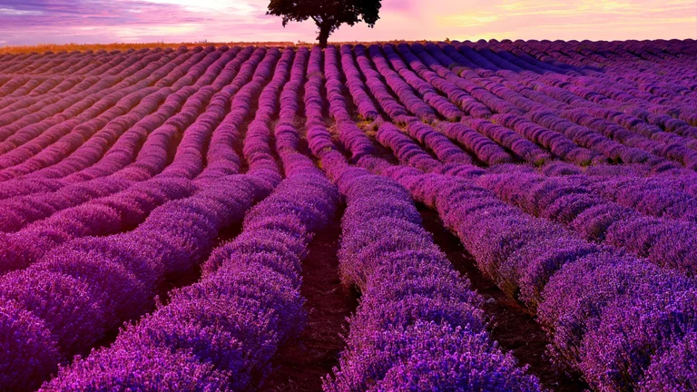 Des champs de lavande à Chirpan, en Bulgarie, remplis de fleurs violettes et de personnes célébrant le Festival international de la lavande sous un ciel éclatant.