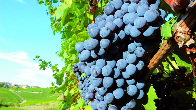 Une grappe de raisins mûrs suspendue à une vigne dans un jardin en Bulgarie, avec des feuilles vertes en arrière-plan.