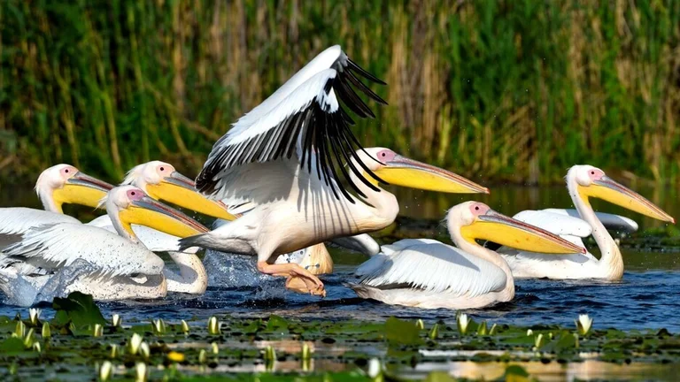 A group of white pelicans gliding across the water, with one taking off in the Danube Delta.