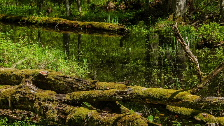 Moss-covered fallen logs across a lush green forest pond