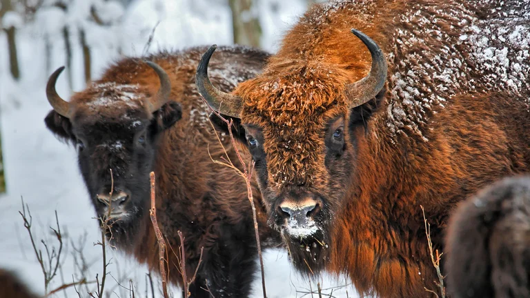 Two bison with snow-dusted fur standing close together in a snowy forest.