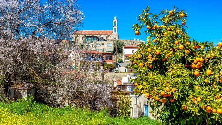 Orange tree and blossoming tree in front of a hillside village under a clear blue sky.