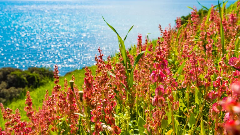 Bright pink wildflowers on a hillside overlooking sparkling blue water.