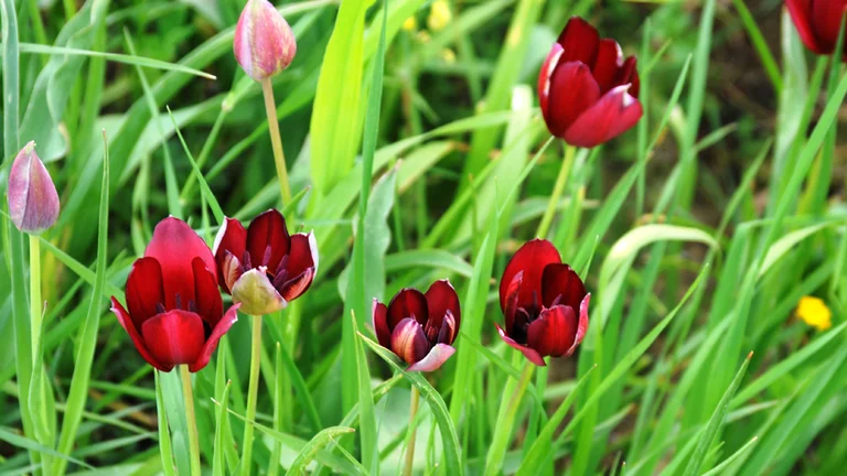 Dark red tulips blooming among tall green grass.