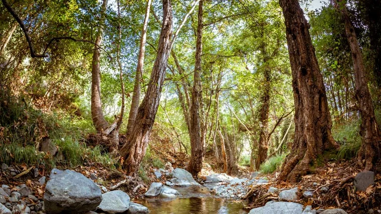 Shallow creek flowing through a lush green forest with sunlight filtering through trees.