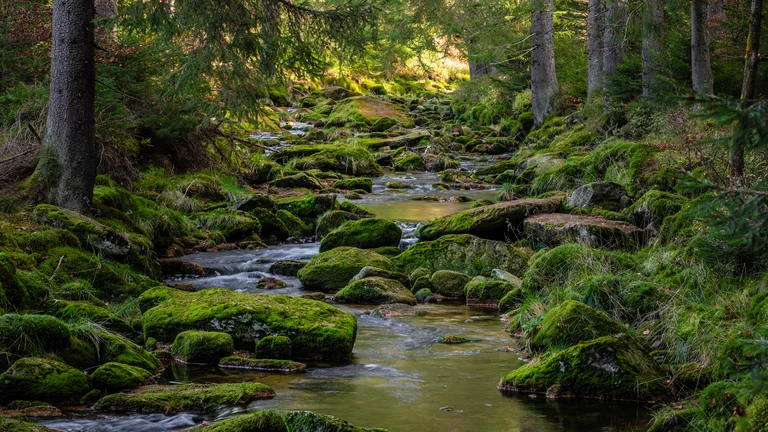 Forest stream flowing over mossy rocks under tall trees.