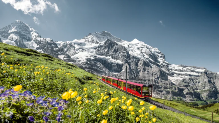 Red train travels through alpine meadow with wildflowers, snowy mountains in the background.