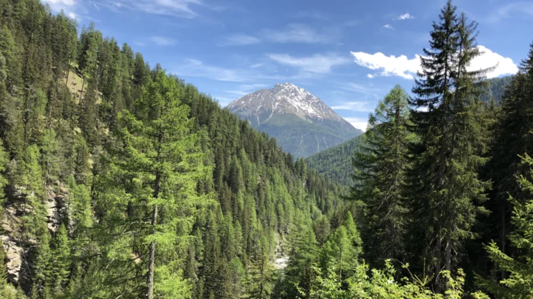 Snow-capped mountain with pine trees and blue sky