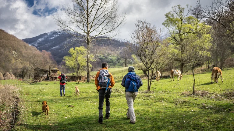 Hikers with backpacks walking through a green meadow with cows and trees, mountains in background.