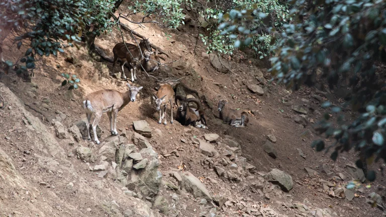 Several goats standing and grazing on a rocky, sloped forest hillside.