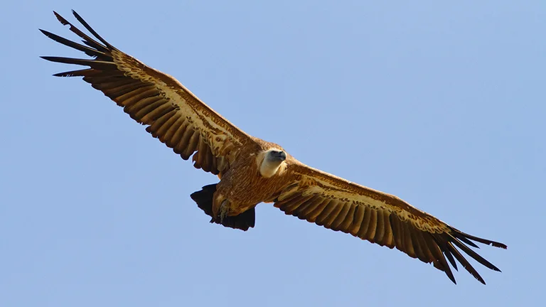 Vulture soaring with wings spread wide against a clear blue sky.