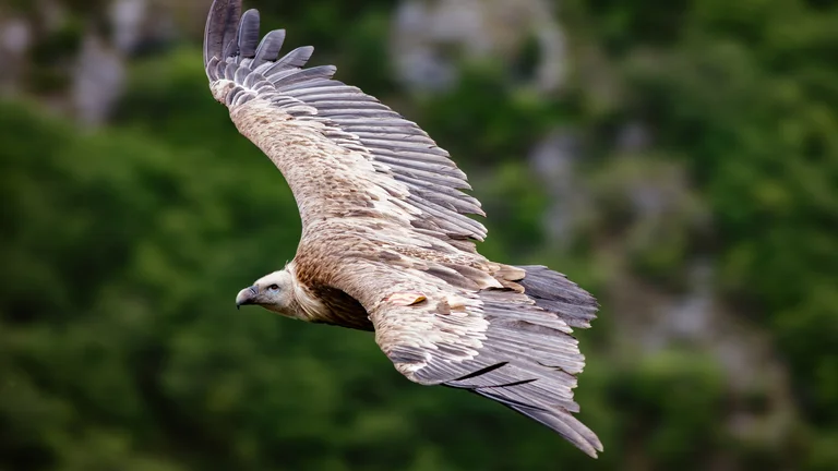Large brown vulture soaring over a blurred green landscape.
