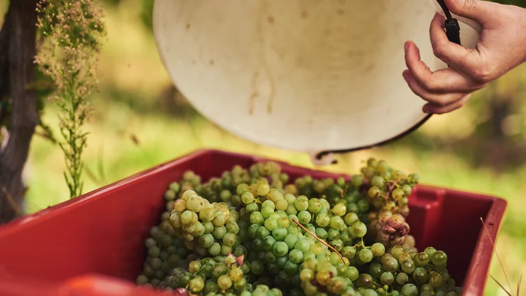 Hand dumping green grapes into a red crate outdoors.