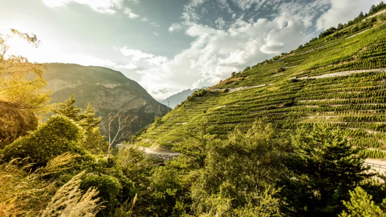 Terraced green hills under a partly cloudy sky with mountains in the background.
