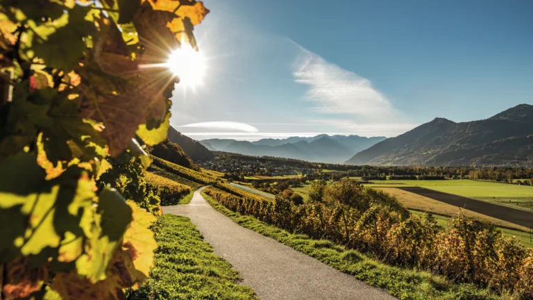 Sunlit country road winding through vineyards with mountains in the background.