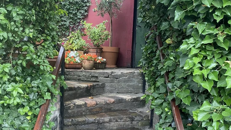 Stone steps lined with green ivy lead to a maroon door and potted plants.