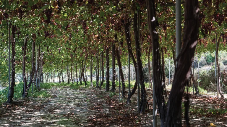 Shaded vineyard path with grapevines and dappled sunlight filtering through leaves.