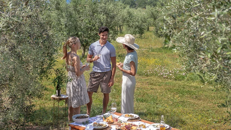 Three people enjoying a picnic in a sunny olive grove with food and wine on a table.