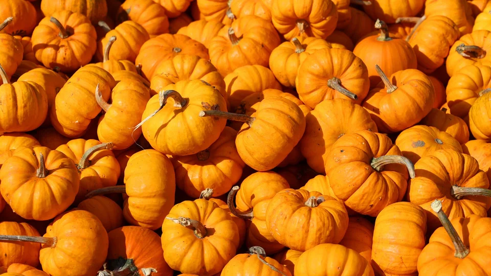 Sugar,Pumpkins,Are,Members,Of,C.,Pepo,,And,Can,Come