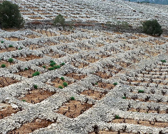 Dry-stone walls in a vineyard in Primosten