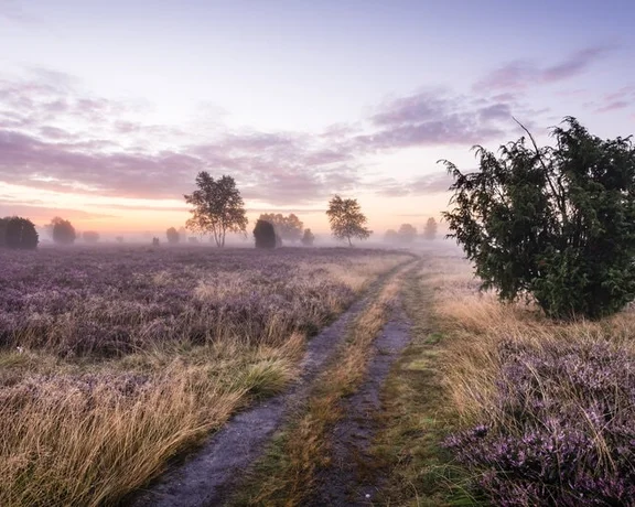 The path through Lüneburg Heath, softened by fog