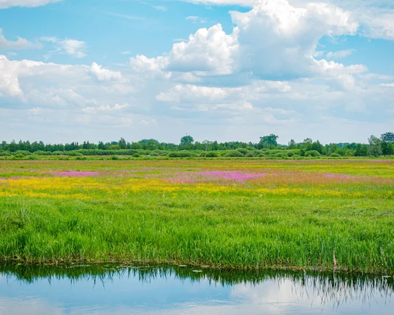 Fill your lungs with meadow-fresh air in Biebrza National Park