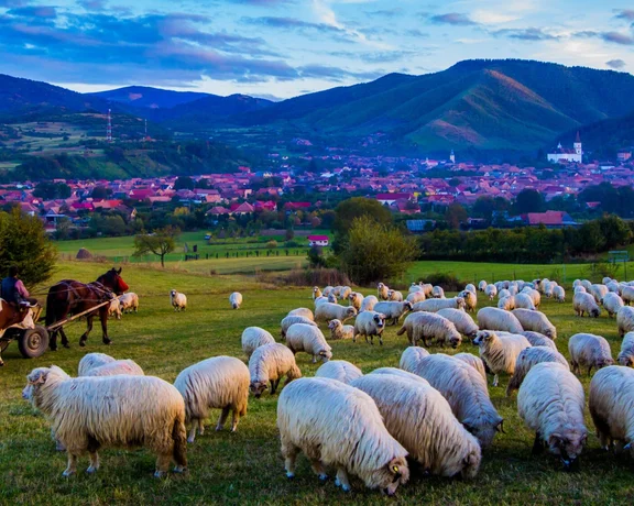 Meet the local sheep in Rășinari Village, Romania!
