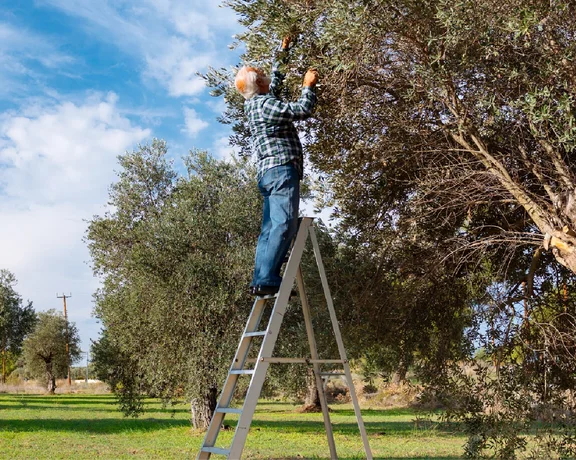 Olive picking season in Cyprus starts from early September and continues into the New Year