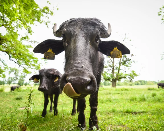 Some buffalo will be as curious about you as you are about them at the Kápolnapuszta reserve!
