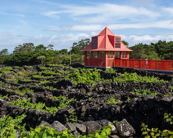 Takin in Pico Island's viticultural history at the Wine Museum