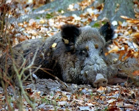 Wild boar live in the forest, one to see from a distance on your hike.
