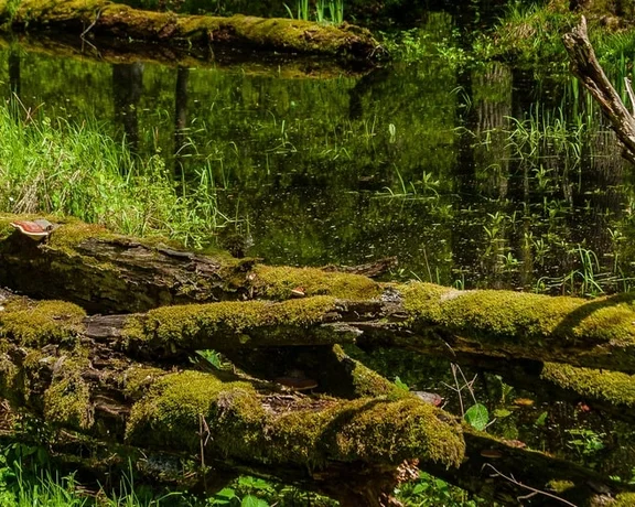 Feel the age of ancient trees in the Białowieski National Park