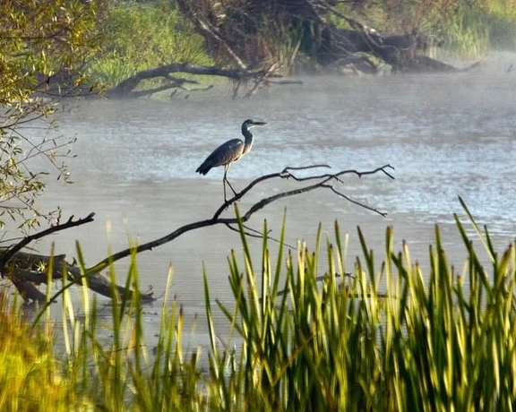 The Warta Mouth National Park welcomes you to wonderful marshland scenery and wildlife
