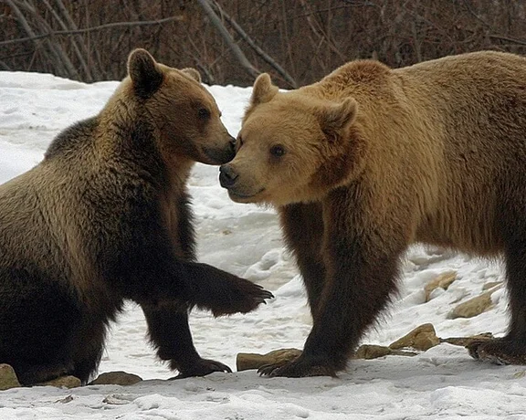 See brown bears in the Carpathians, always from a distance!