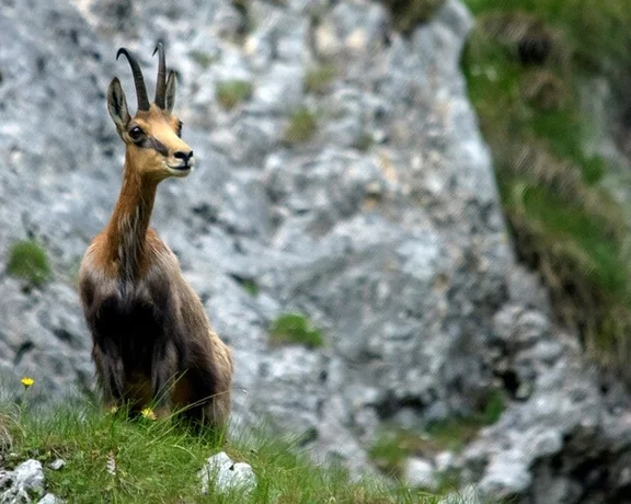 Nimble hikers may see the chamois that roam the Carpathians