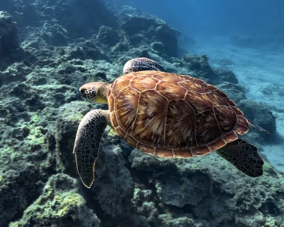 Vist Cyprus beneath the surface to see green turtles and other amazing sealife