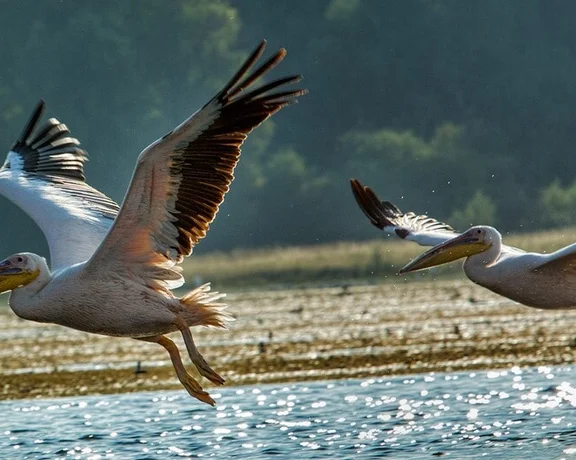 Get your binoculars to identify pelicans and hundreds of other species in the Danube Delta