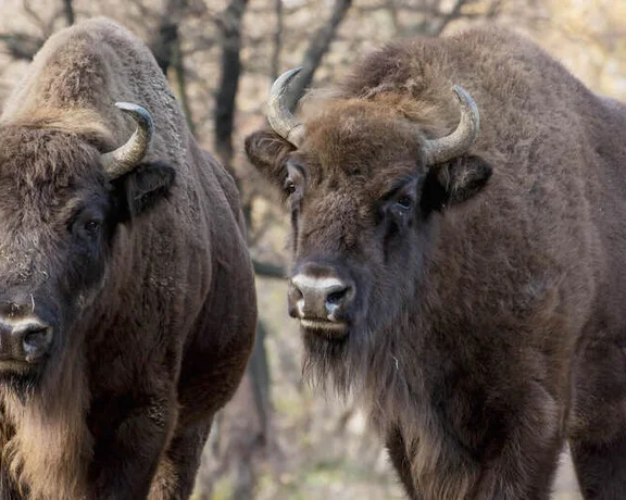 See the endangered European bison, Europe's largest land mammal, in Poloniny National Park in the Bison Reserve in Topoľčianky