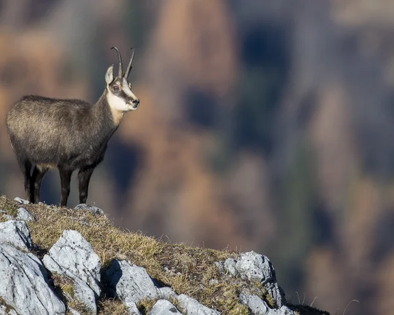 Be still and sight charming chamois in the Swiss National Park