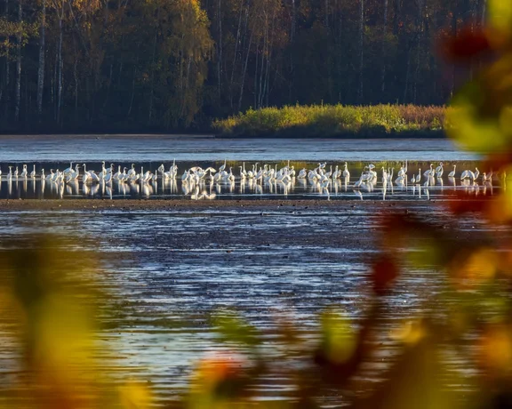 See white heron, (Ardea alba, Egretta alba) in the Třeboňsko region, South Bohemia, during the fall
