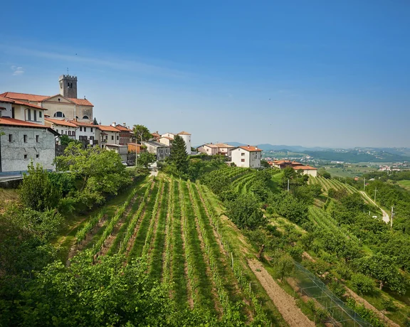 Goriska Brda in Slovenia.