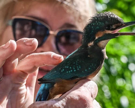 Common kingfisher, Lake Sĺňava, Piešťany: Its colouring has earned it the nickname Flying Jewel. You can pet it and get useful information from the ornithologist at the bird sanctuary near the famous spa town Piešťany. ©Tatranský kraj zážitkov, www.kocrtt.sk