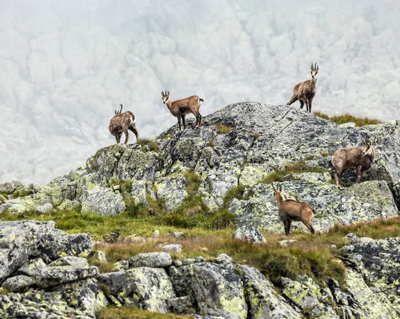 Tatra chamois, Tatra National Park: Watch out for a nimble, goat-like stuntman navigating the rocks! You can only see it here. © SLOVAKIA TRAVEL, Martin Šopinec