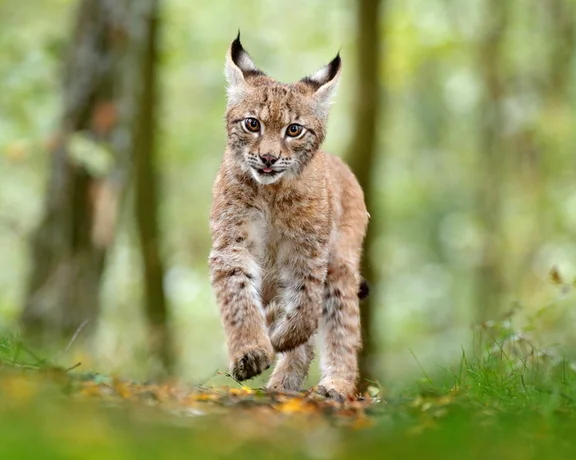 Eurasian lynx, Malá Fatra National Park: If you see the "tiger of the Slovak forests", consider yourself lucky. It is very shy, but your patience while searching for it is worth it: Slovakia's largest wild cat is a stunning creature with its unmistakable features.