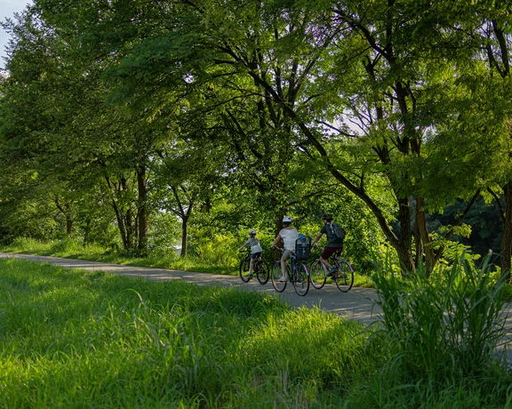 Enjoy the shade trees on the Drava Cycling Trail.