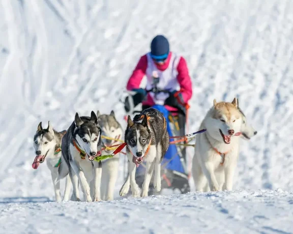 Root for the dogs in the Šediváčkův long in the Orlické mountains, a seriously tough dogsled race.