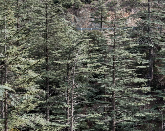 Breathe in the aroma of majestic trees in Avakas Gorge.